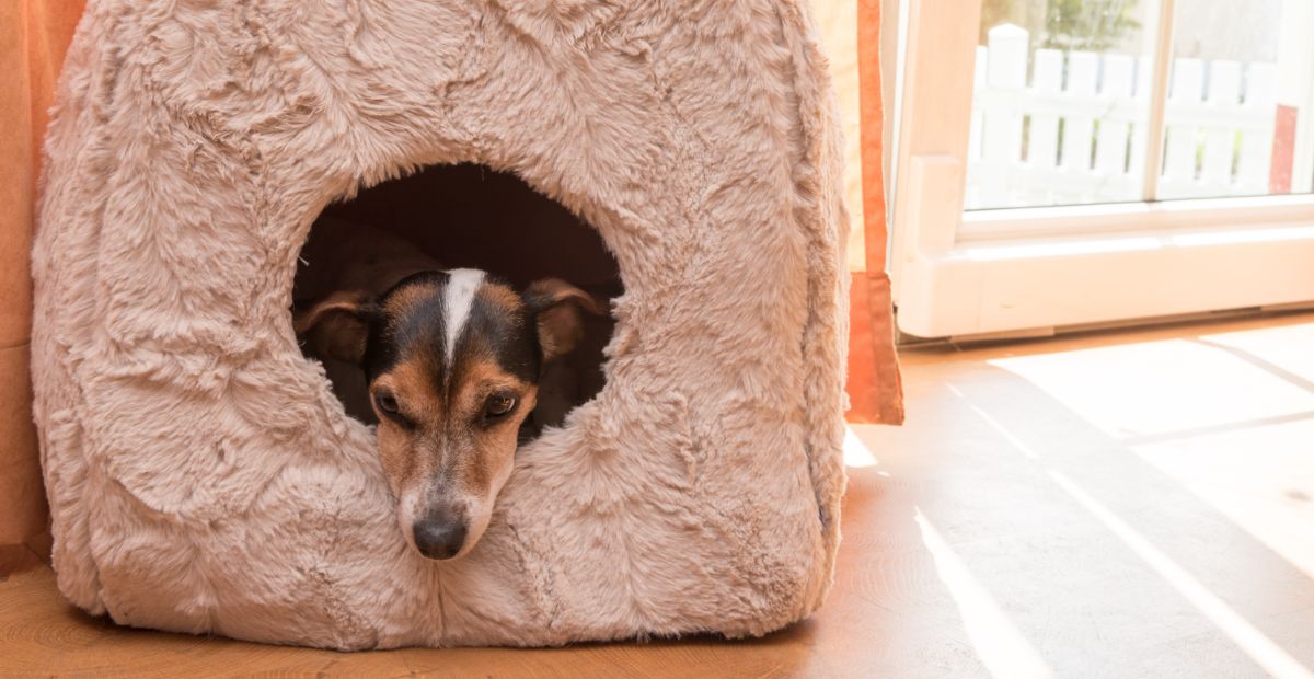 Best Dog Cave Bed