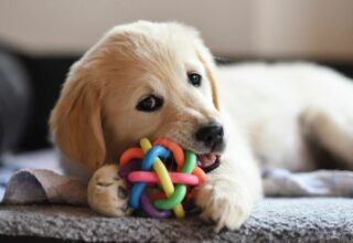 Best Dog Chew Toys