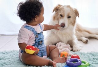 Best Interactive Dog Toys